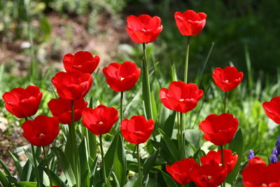 Close-up of red flowers in park