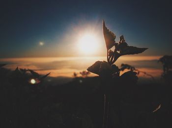 Sun shining through trees
