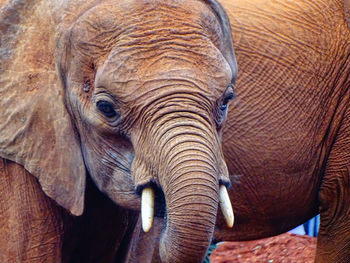 Close-up portrait of elephant