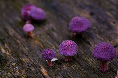 Close-up of pink flowers on table