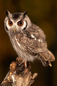 Close-up portrait of owl