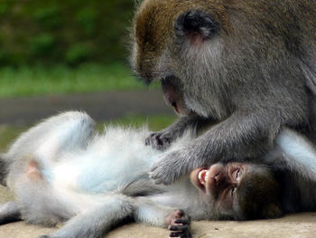 Close-up of monkeys grooming in bali, indonesia