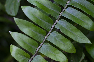 Full frame shot of leaves