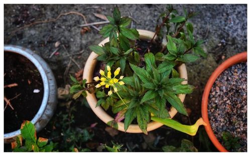 High angle view of potted plants