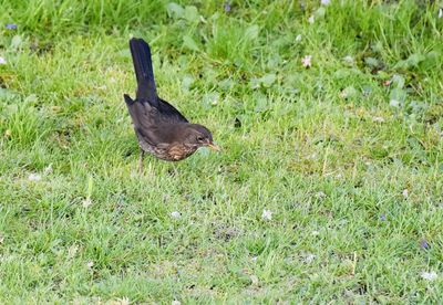 High angle view of bird on grass