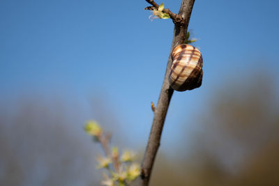 Low angle view of shell on plant