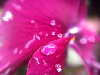 Close-up of pink flower