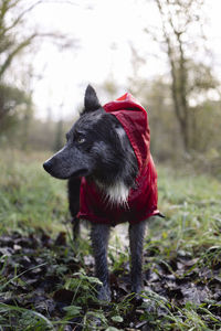 Portrait of a border collie in rain gear