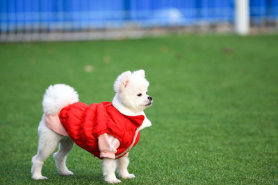 Dog running on field