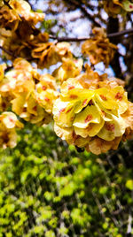 Close-up of yellow flowers blooming outdoors