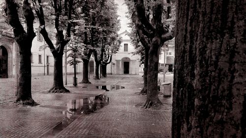 Footpath amidst buildings and trees in park