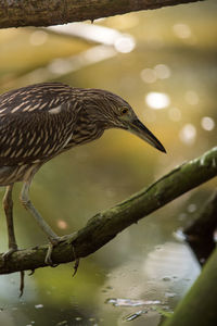 Side view of a bird drinking water