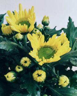 Close-up of sunflower