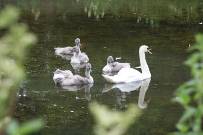 Swans swimming in lake