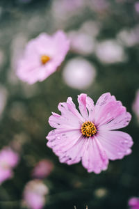 Close-up of pink cosmos flower