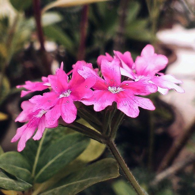 flower, freshness, petal, fragility, growth, flower head, close-up, beauty in nature, focus on foreground, pink color, blooming, nature, plant, in bloom, stamen, day, outdoors, purple, pollen, leaf