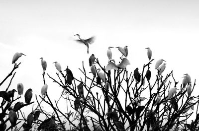 Low angle view of birds flying against sky