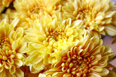 Close-up of yellow flowers