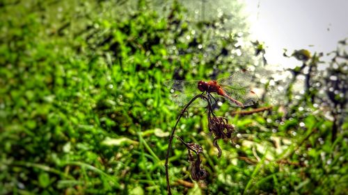 Close-up of insect on plant