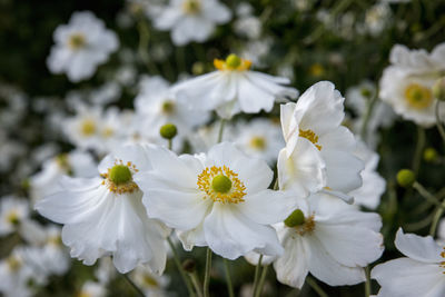 Close-up of white flowering plant