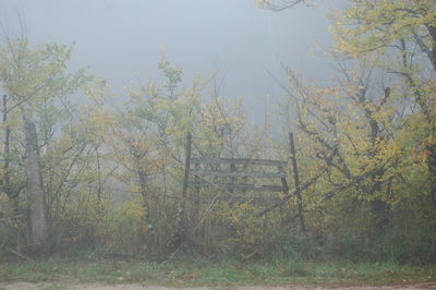 Scenic view of trees