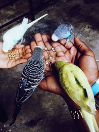 Cropped hands feeding bird