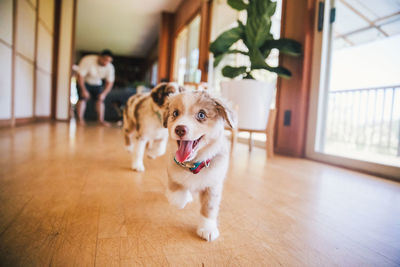 Dog on hardwood floor at home