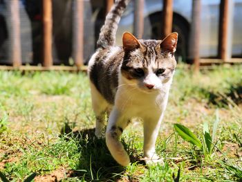 Portrait of a cat on field