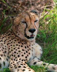 Close-up of cheetah