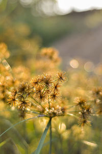 Close-up of flowering plant on field