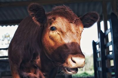 Close-up portrait of cow standing in shed