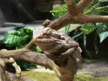 Close-up of lizard on tree