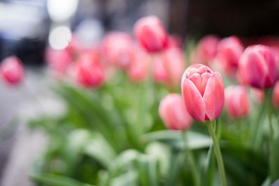 Close-up of pink tulips blooming outdoors
