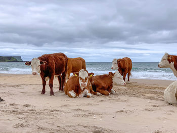 Cows on beach