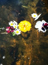 High angle view of lotus water lily in lake