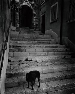 Dog standing on stairs