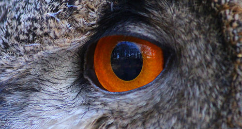 Close-up portrait of bird