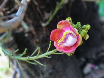 Close-up of pink flower blooming outdoors