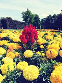 Close-up of yellow flowers blooming against sky