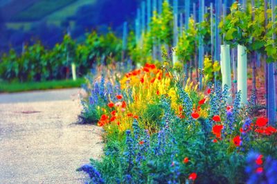 Multi colored flowers blooming by road