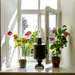 Potted plants on window sill at home