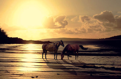 Horses on sea shore against sky during sunset