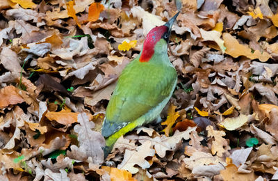 High angle view of autumnal leaves