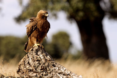 Bird perching on rock