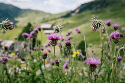 Close-up of pink flowering plants on field