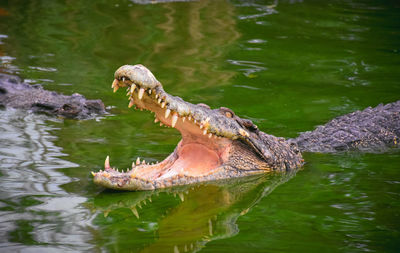 View of turtle swimming in lake