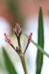 Close-up of pink flower buds