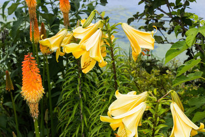 Close-up of sunflower