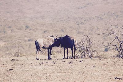 Horses on landscape