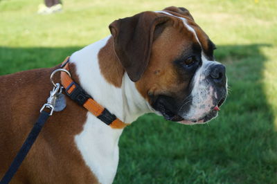 Close-up of dog